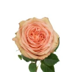 Flower Promotion Shop 27 Garden Rose, Light Apricot - Country Home