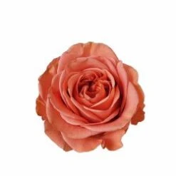 Garden Rose Coral Expression, Double Heart