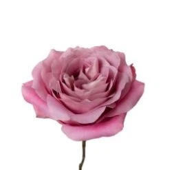 Garden Rose, All 4 Love - Huge Headed Fuchsia With Lavender