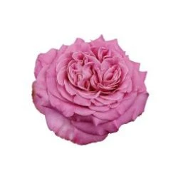 Flower Promotion Shop 26 Garden Rose, Ashley - Medium Pink