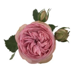 Garden Rose, Bridal Piano - Blush To Light Pink