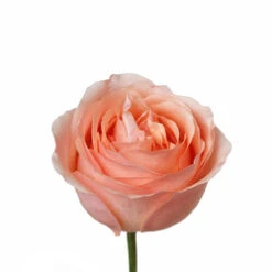 Garden Rose, Pink Campanella - Ruffled Large Heads