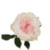 Garden Rose, Country Secret - Blush