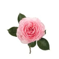 Garden Rose, Pink Mayra - Medium Pink