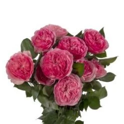 Garden Rose, Maria Teresa - Medium Pink