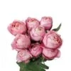 Garden Rose, Romantic Antike - Medium Pink