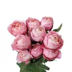 Garden Rose, Romantic Antike - Medium Pink