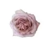 Garden Rose, Sweet For Love - Huge Headed Pink