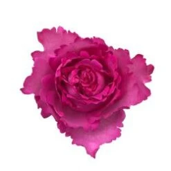 Flower Promotion Shop 30 Garden Rose, Yves Piaget - Hot Pink, Very Fragrant