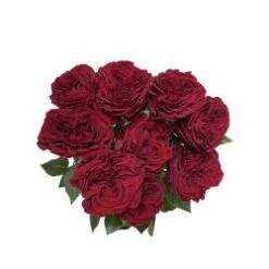 Garden Rose, Red Mayra - Red