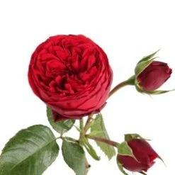 Garden Rose, Red Piano - Red