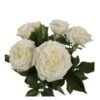 Garden Rose, Alabaster - White, Strong Fragrance