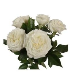 Flower Promotion Shop 38 Garden Rose, Alabaster - White, Strong Fragrance