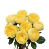 Garden Rose, Catalina - Yellow