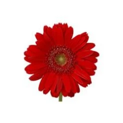 Gerbera Burgundy Light Eye