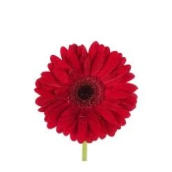 Gerbera Burgundy Black Eye