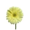 Gerbera Cream Butter Clear Eye