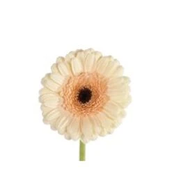 Germini Cream Black Eye