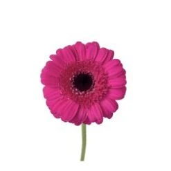 Germini Hot Pink Black Eye