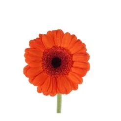 Germini Orange With Dark Eye