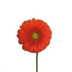 Germini Orange Light Eye