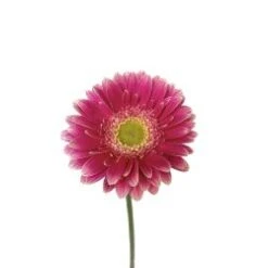 Germini Med To Dark Pink Clear Eye (Pack 50)