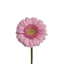 Germini Pinky Mauve Light Eye