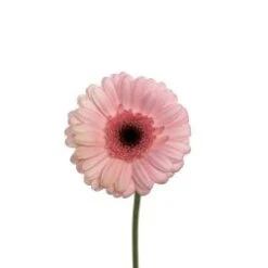 Germini Light Pink With Dark Eye