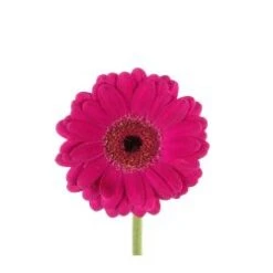 Germini Purple Black Eye