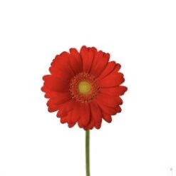 Germini Red Light Eye