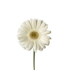 Germini White Light Eye