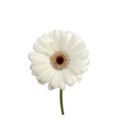 Germini White Black Center