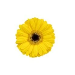 Germini Bright Yellow Black Eye