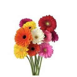 Gerbera Canada Rainbow Assorted