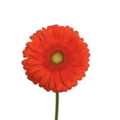 Gerbera Orange With Light Eye