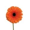 Gerbera Orange With Black Eye