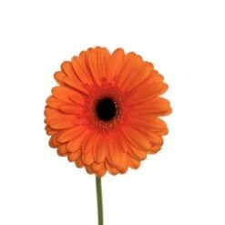 Gerbera Orange With Black Eye