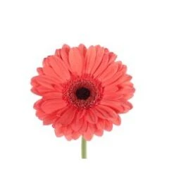Gerbera Coral With Dark Eye