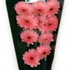 Gerbera Canada Light Pink Dark Center