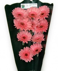 Gerbera Canada Light Pink Dark Center