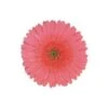 Gerbera Light Pink With Clear Center