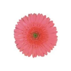 Gerbera Light Pink With Clear Center