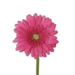 Gerbera (Samara) Medium Pink Light Eye