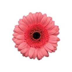 Gerbera Light Coral Pink With Black Center