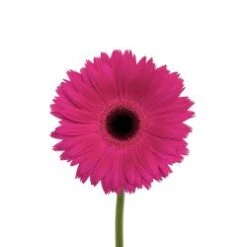 Gerbera Hot Pink Black Eye