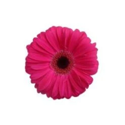 Gerbera Purple Black Eye
