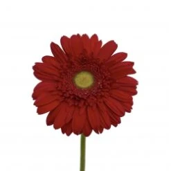 Gerbera Red Clear Eye