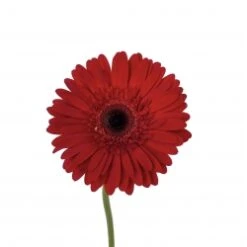 Gerbera Red Black Center
