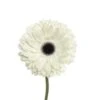 Gerbera White With Black Eye