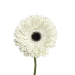 Gerbera White With Black Eye